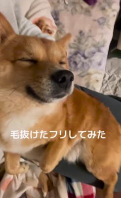 ナデナデを堪能