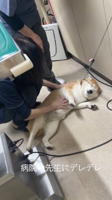 床に寝転がる犬の腹を撫でる女性の獣医