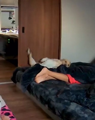 隙間に落下する大型犬