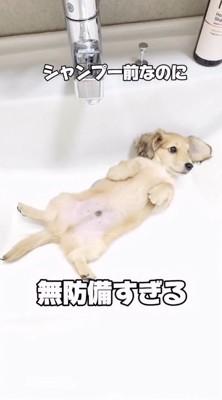 洗面台に仰向けになっている子犬