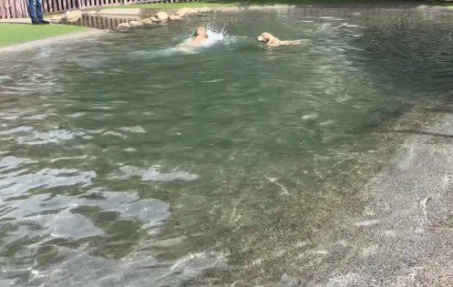 水しぶきをあげて泳ぐ犬に近寄る茶色い犬