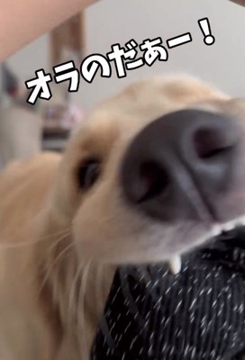 ワイルドな麹くん