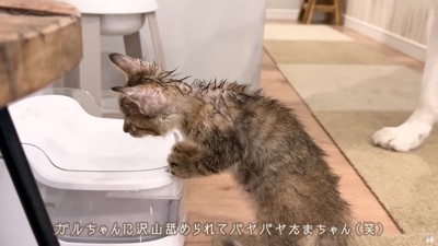 びしょ濡れになったたまちゃん