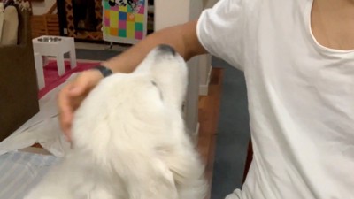 男性を見上げる犬