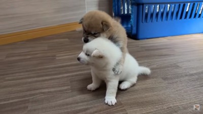 覆いかぶさって遊ぶ子犬