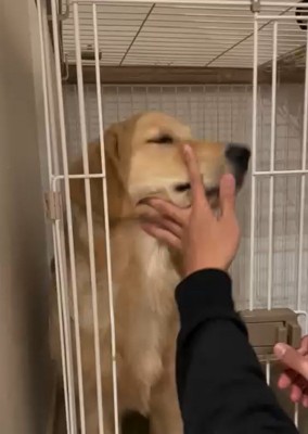 ケージに戻されるかやちゃん