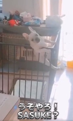 アクロバティックな動きふく丸くん