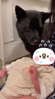 飼い主が抱っこしている赤ちゃんを見つめる犬