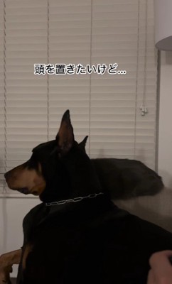 ソファで寛いでいたHARVEYちゃん