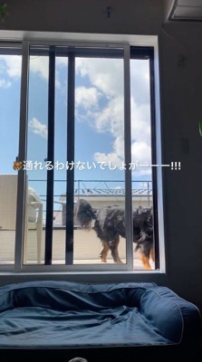 窓の前から離れる犬