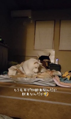 これで一緒に寝られる