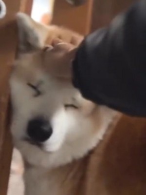 飼い主に頭を撫でられて目を閉じる犬