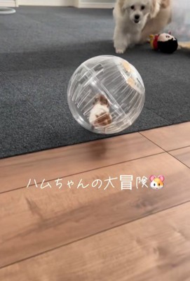 冒険中のハムスターとワンコたち5