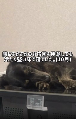 床の上で寝る次郎くん