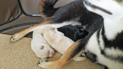 ヒナタママにくっつく子犬たち