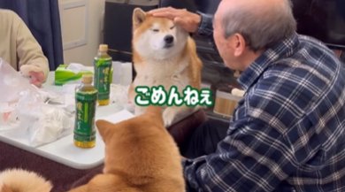 おじいちゃんに撫でられて目を細める柴犬