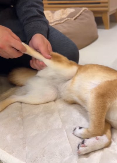 飼い主に脚をマッサージしてもらう犬