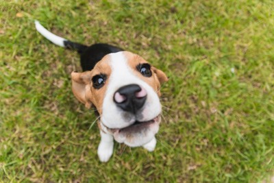 うれしそうなビーグルの子犬