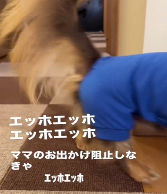 角を曲がる犬2