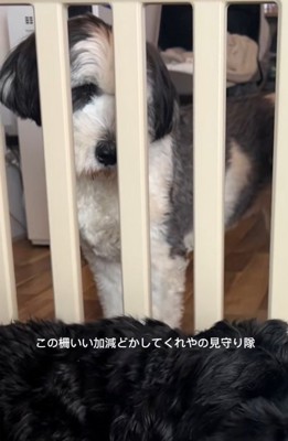 柵をどかしてほしいわんこ