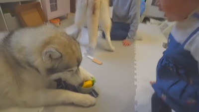 食べるふりをするもんちゃん