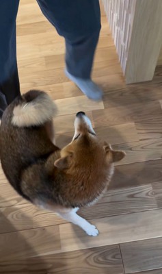 大好きなおじさんが来た時のはちちゃん4