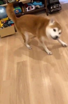 ブルブルする甚八くん