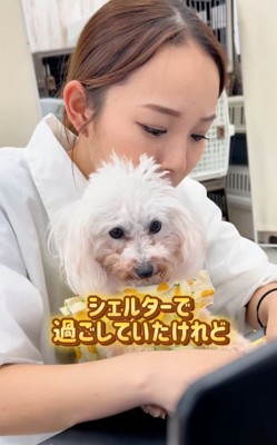 一緒にお仕事する犬