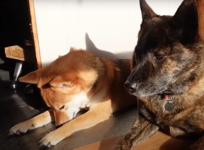 伏せた柴犬と甲斐犬