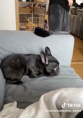 身を低くする犬