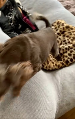 ソファによじ登るペコちゃん