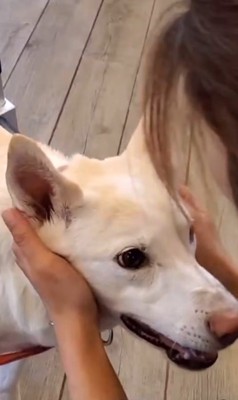 サニーちゃんを車いすに乗せたら7