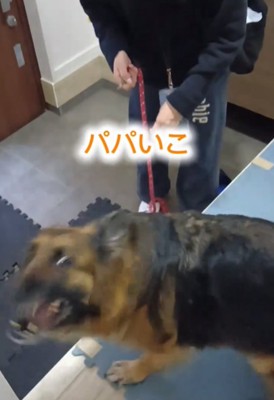 上を見る犬1