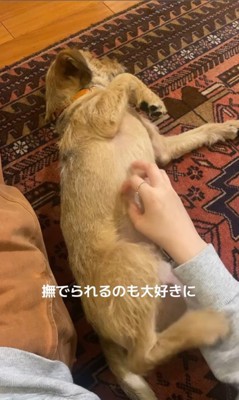 お迎え後のどん君の変化8
