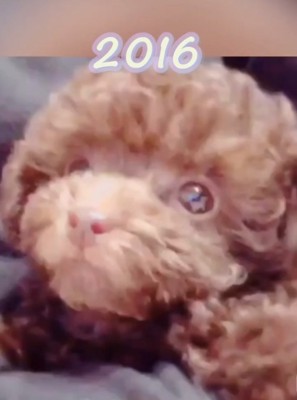 こちらを見る子犬