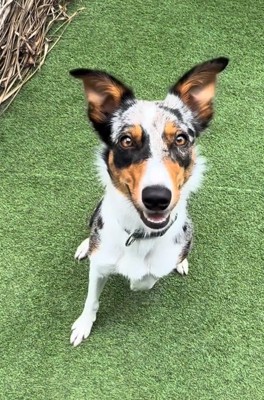 笑顔のみかづきちゃん