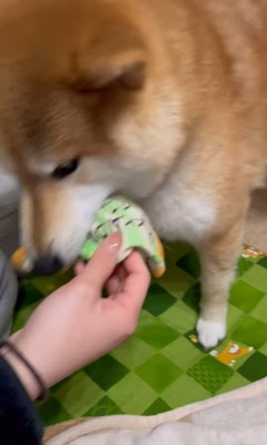 靴下を取られたぽんず君8