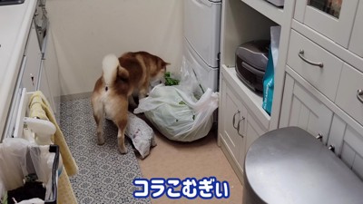 スーパーの袋を漁るこむぎちゃん