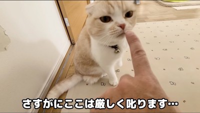 飼い主に叱られる猫