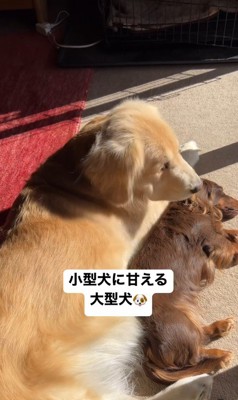 マロンちゃんに甘えるむぎちゃん4