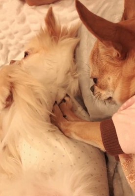 おまめくんを拒否するよもぎ子ちゃん3