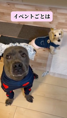 フリルのついたヘッドドレスをかぶった黒い犬