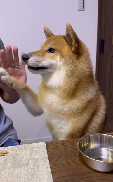 オテをする柴犬