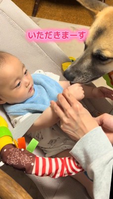 赤ちゃんが持っているおやつを咥える犬