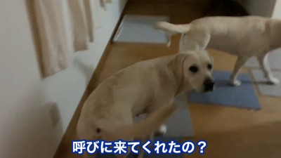 パパを呼びに行きます