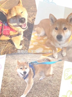 里親さんが決定!