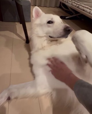 大型犬の胸にママさんの手