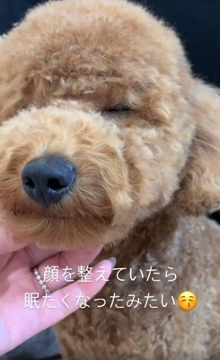 眠くなってきたムギくん