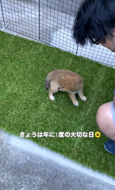 人工芝に降ろされた柴犬のパピー