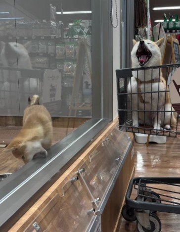 「私のことも見て!」